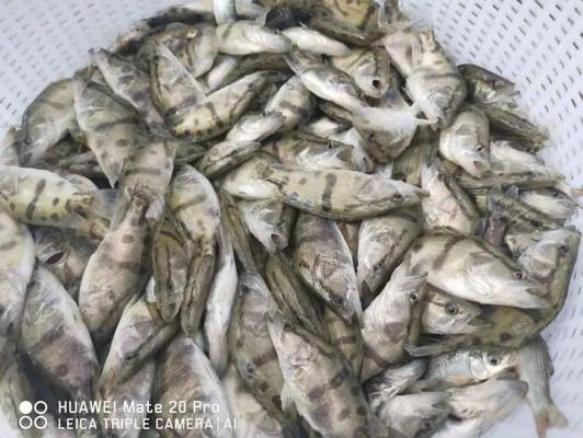 龍魚魚缸水渾濁怎么辦