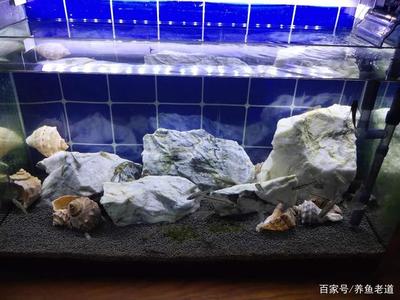 虎魚的溫度不能超過多少度(虎魚最低溫度多少度)