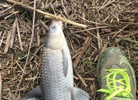 魚缸里能加維生素c嗎為什么會(huì)死魚(魚缸里加維生素c的好處)