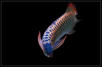 魚缸里放鹽是直接放魚缸里嗎(魚缸里面放鹽)