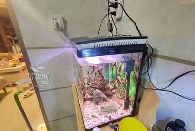 安彩魚缸怎么樣清洗：清洗魚缸的一些方法和注意事項