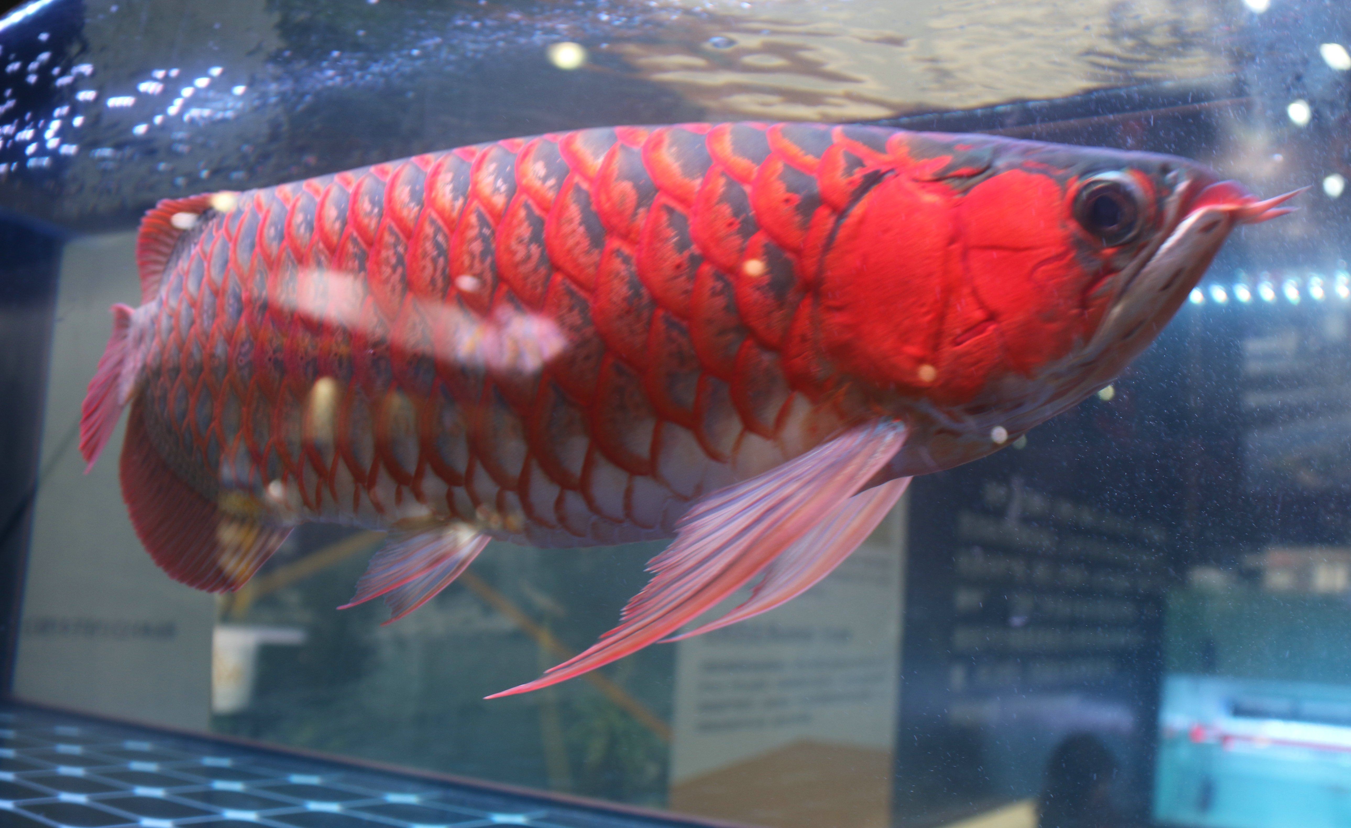 紅龍魚長到20公分要多久【紅龍魚長到20公分所需時間對比】