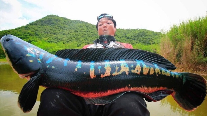 銀龍魚適合的水溫是多少合適的(銀龍魚最適合的水溫)