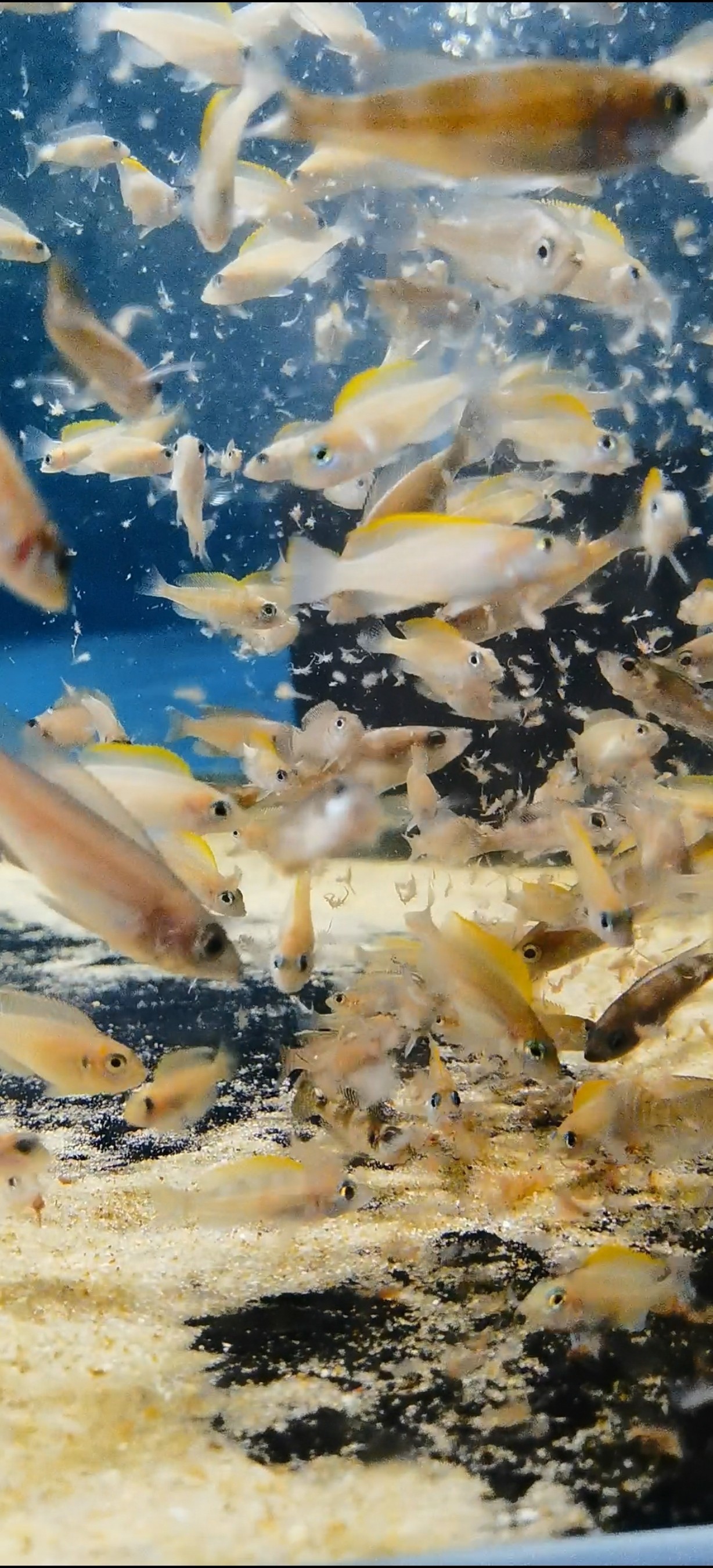 幼兒園干飯系列