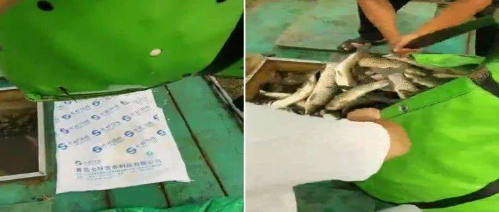 豬鼻龜的特征和特征(豬鼻龜特點)