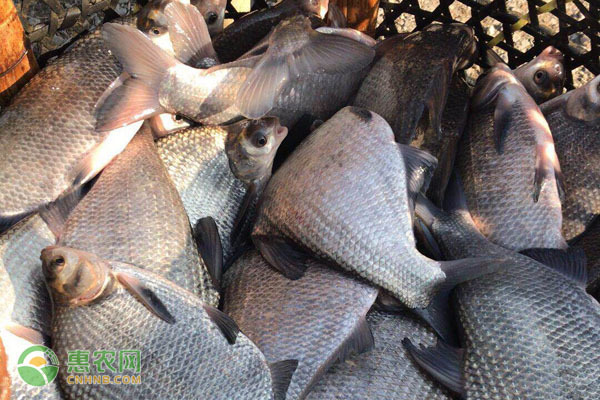 銀龍魚(yú)飼養(yǎng)技巧和方法圖解大全(銀龍魚(yú)的喂養(yǎng)方法)