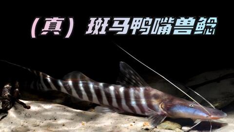 什么紅龍魚發色好看又好養的：紅龍魚發色快的秘訣是什么紅龍魚飼料自制方法介紹