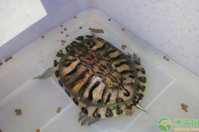 虎魚眼睛內蒙還能看見嗎：虎魚眼睛內蒙是否能夠看見取決于病變的具體情況