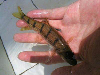 虎魚的養殖視頻講座(虎魚的養殖方法和注意事項)