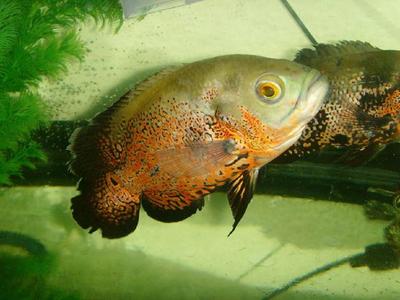 大魚缸哪里買便宜實惠：二手魚缸市場探秘二手魚缸市場探秘二手魚缸市場的探秘