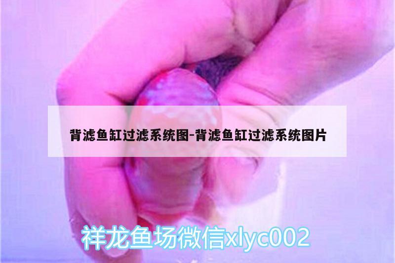 龍魚防掉眼神器漂浮球