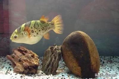 大魚缸底部的水抽不出來怎么辦：大魚缸底部水抽不出來的原因和解決方案和解決方案