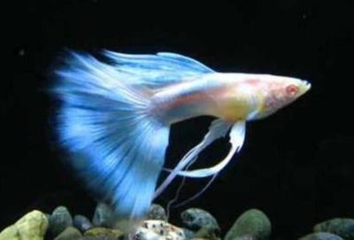 幻紅雷龍魚怎么養(yǎng)才能養(yǎng)好(幻彩紅寶石雷龍魚怎么養(yǎng))