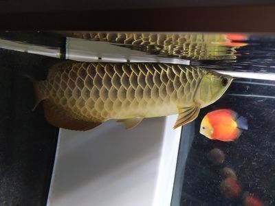 虎斑魚屬于好斗的觀賞魚,孔雀魚在打架的原因是什么：虎斑孔雀魚是好斗的觀賞魚 虎斑魚屬于好斗的觀賞魚,孔雀魚在打架的原因是什么：虎斑孔雀魚是好斗的觀賞魚 虎魚百科 第2張