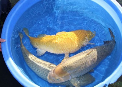 養(yǎng)殖淡水鱸魚一畝的利潤和成本(養(yǎng)殖淡水鱸魚一畝的利潤和成本是多少)