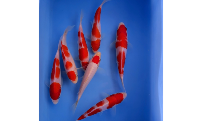 銀龍魚眼球掉了怎么辦(銀龍魚掉眼最簡單的恢復)