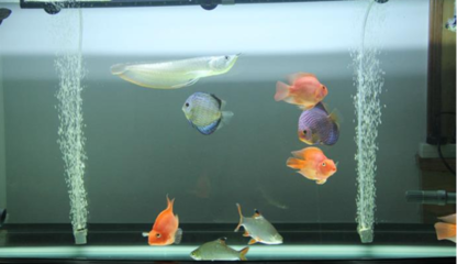 不想用的魚缸怎么處理好視頻：如何處理不想用的魚缸