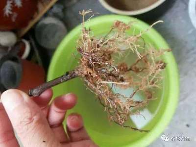 龍魚的主要特征和常見種類是什么意思