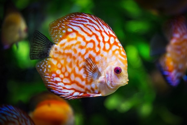 虎魚種類分別(虎魚種類分別是什么)