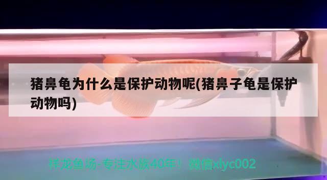 豬鼻龜為什么是保護動物呢(豬鼻子龜是保護動物嗎)