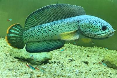 觀賞魚龍魚價格多少