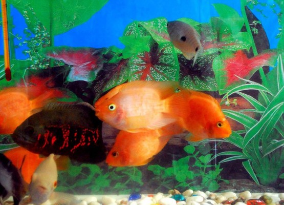 銀龍魚紅色(銀龍魚紅色鱗片)