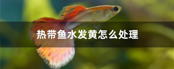 銀龍魚(yú)用嘴巴撞魚(yú)缸是什么原因呢(銀龍魚(yú)嘴巴撞壞了多久能好)