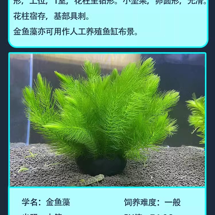 50公分金龍魚