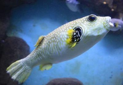 大魚缸如何搬運視頻：大型魚缸如何搬運