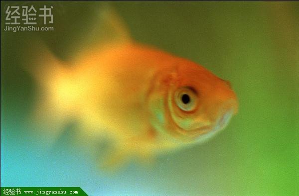 龍魚吃錦鯉飼料沒事吧怎么回事兒