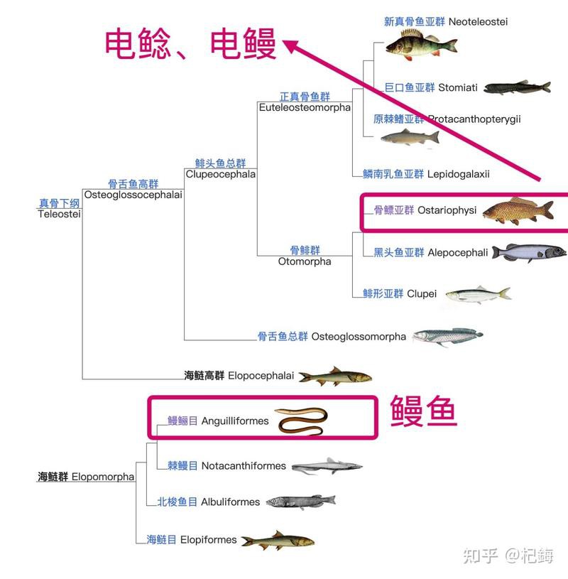 電鰻英文，《電鰻英文》electriceel的英文表達
