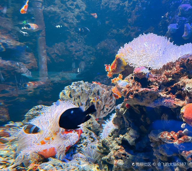 臺(tái)州水族店，臺(tái)州海洋世界:臺(tái)州海洋世界博雅地名分享網(wǎng)臺(tái)州海洋世界