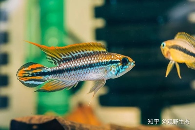 森森UC系列智能變頻加熱棒（森森變頻加熱棒說明書）