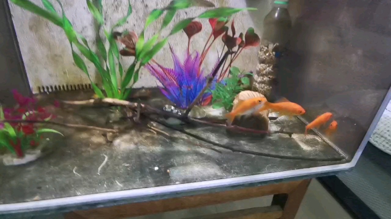 現在魚缸很臟啊