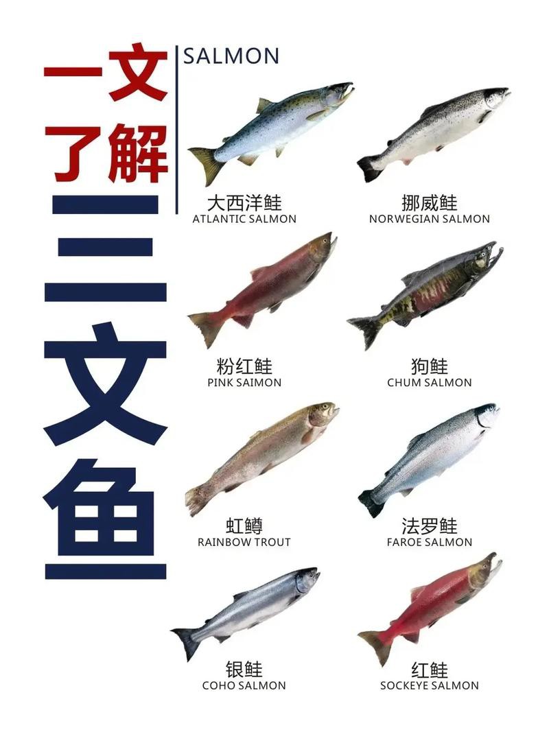三紋魚圖片大全大圖，《三紋魚圖片大全大圖》