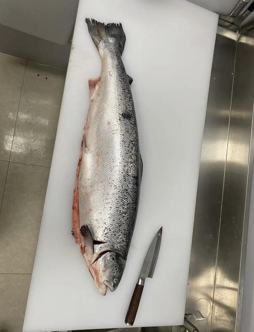 三紋魚圖片大全大圖，《三紋魚圖片大全大圖》