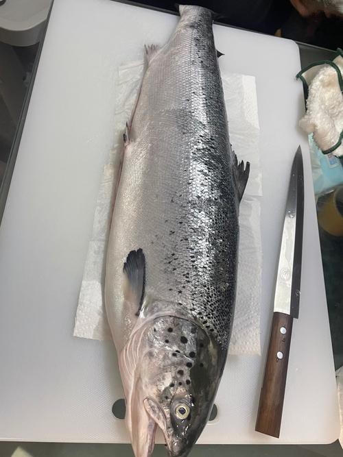 三紋魚圖片大全大圖，《三紋魚圖片大全大圖》