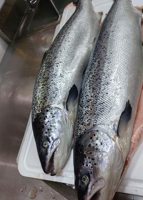 三紋魚圖片大全大圖，《三紋魚圖片大全大圖》