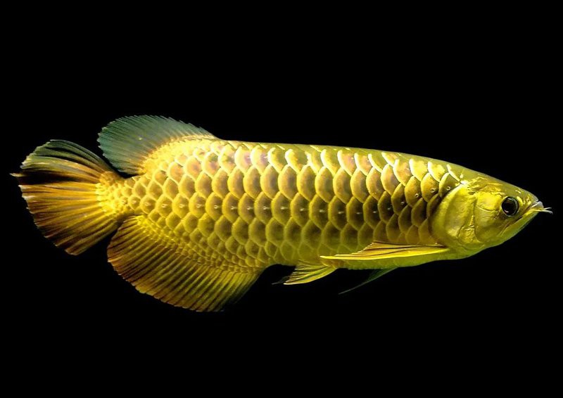 如何判斷金龍魚(yú)的品種和血統(tǒng)？，判斷金龍魚(yú)的品種和血統(tǒng)需綜合多方面特征其主要品種包括過(guò)背金龍魚(yú)