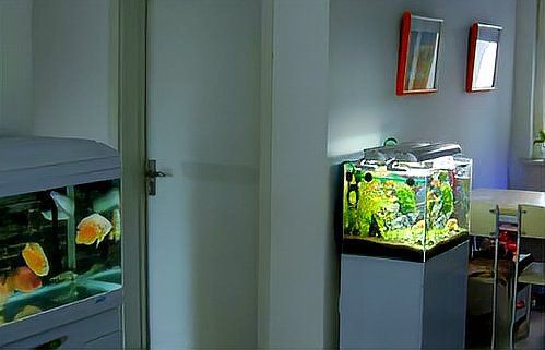 開門就見魚缸 正對大門，《開門就見魚缸正對大門》魚缸擺放位置與注意事項