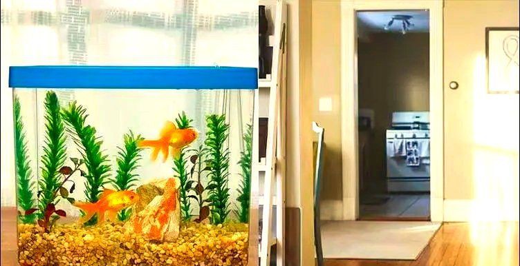 開門就見魚缸 正對大門，《開門就見魚缸正對大門》魚缸擺放位置與注意事項(xiàng)