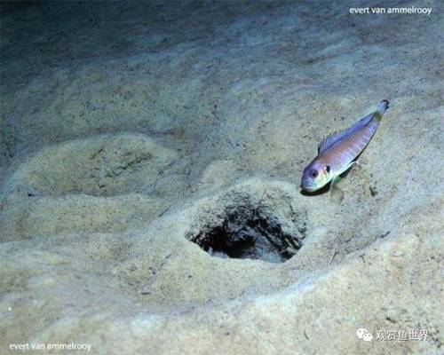 嘴是紅色的魚叫什么龍魚：嘴是紅色的魚叫什么龍魚圖片