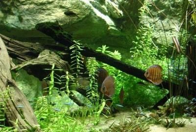 大型魚缸漏水如何修補(bǔ)好看：大型魚缸漏水怎么修復(fù)