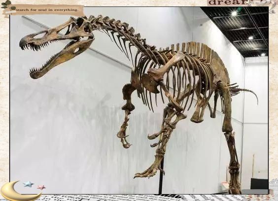 棘龍只吃魚嗎，棘龍:大型肉食性恐龍的獨特之處