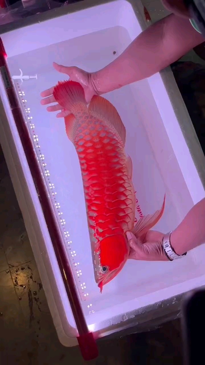 很紅很紅