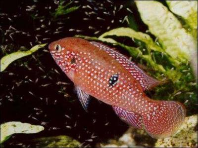 徹底清洗魚缸水垢：如何清洗魚缸水垢？