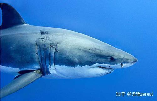 世界十大最危險(xiǎn)鯊魚，世界十大危險(xiǎn)鯊魚