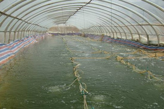 龍魚發色從什么部位開始