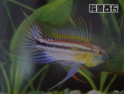 紅龍魚混養幾條粗線銀板魚好：紅龍魚混養幾條粗線銀板魚好查詢，水族箱混養搭配指南