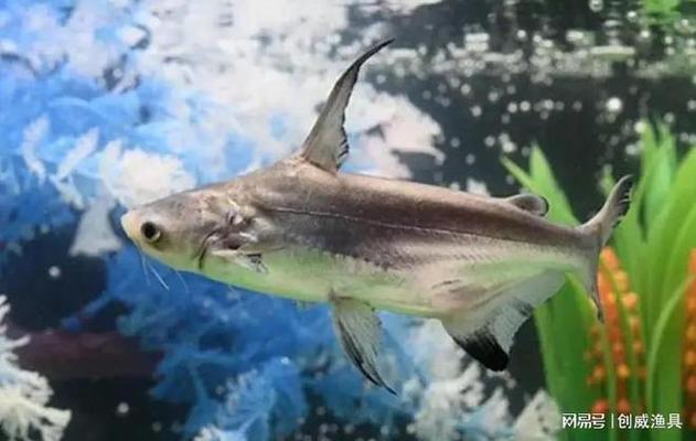 彩石魚缸怎么布景才好看 彩石魚缸怎么布景才好看 魚缸百科 第1張